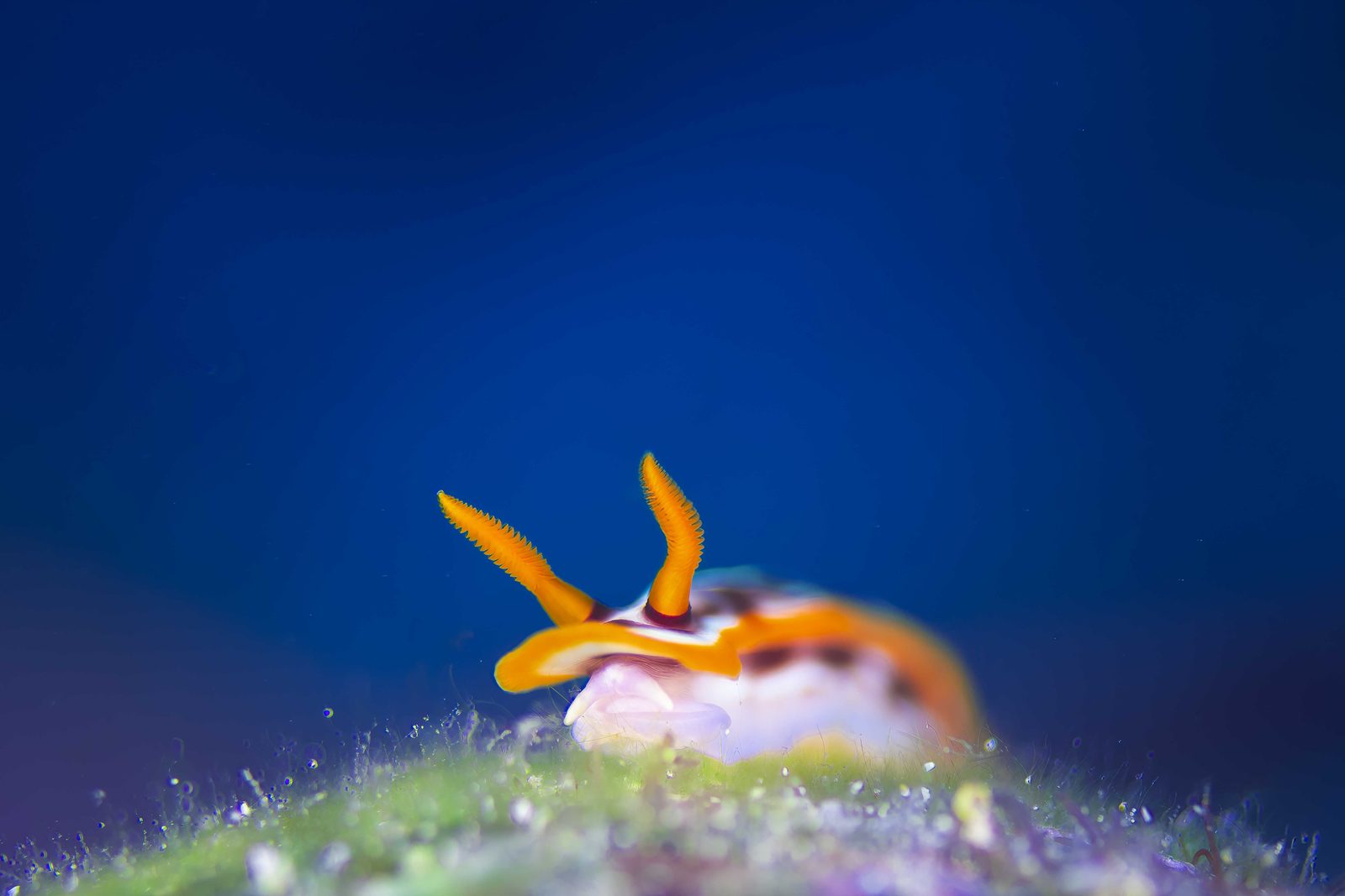 A nudibranch with orange rhinophores grazing on green algae against deep blue water, photographed by Bruce Campbell